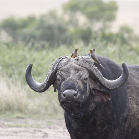 Mara Intrepids Tented Camp Villa Talek Eksteriør billede