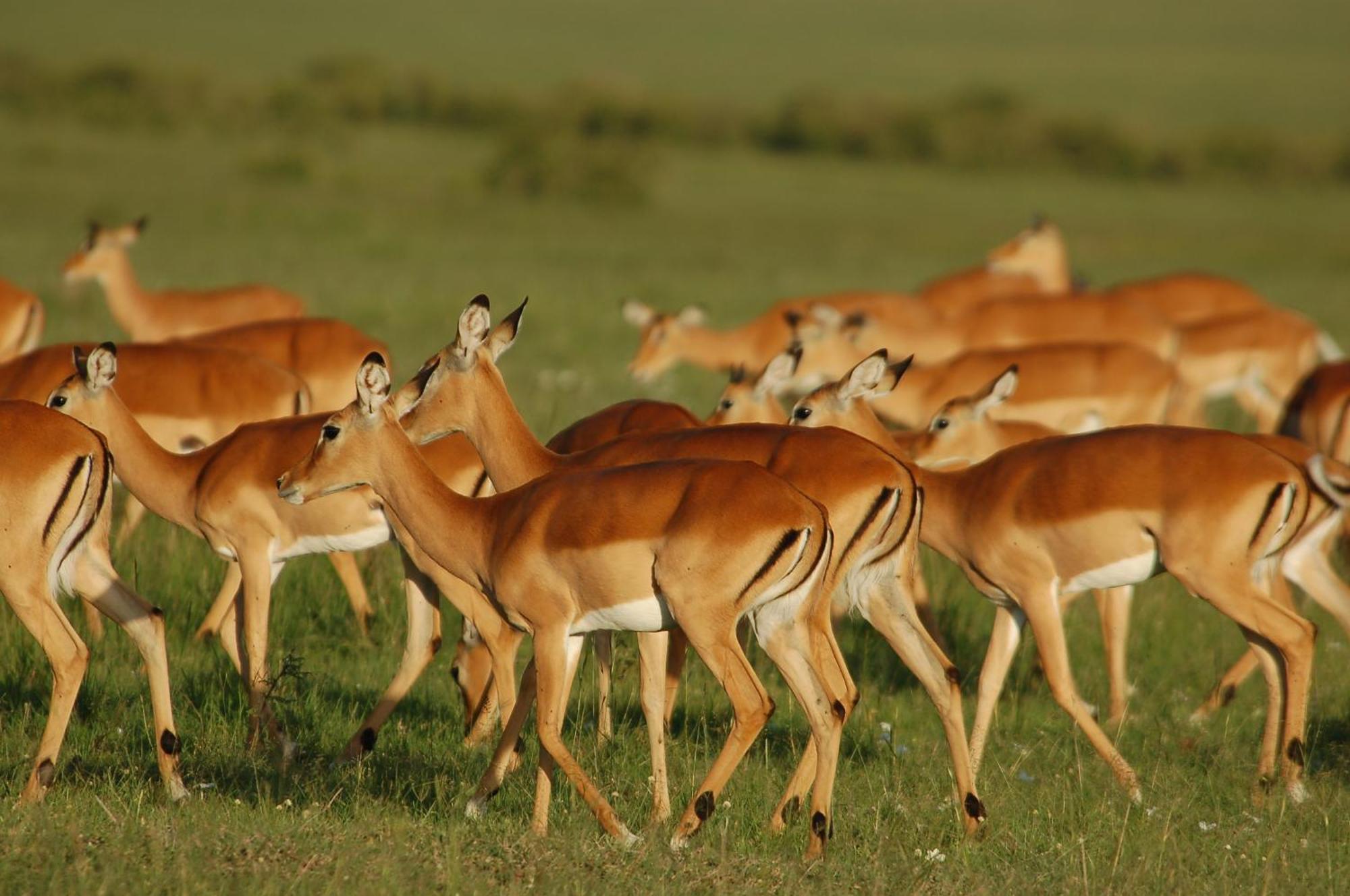 Mara Intrepids Tented Camp Villa Talek Eksteriør billede