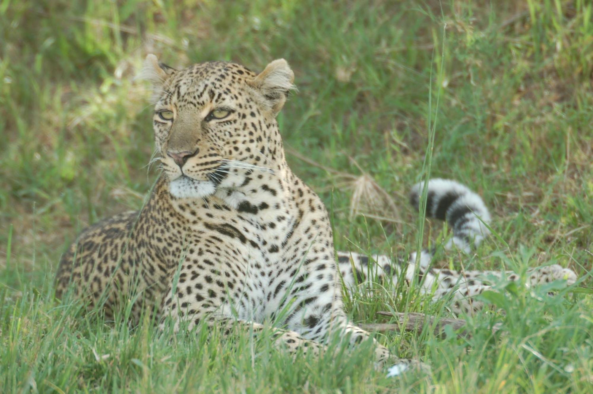 Mara Intrepids Tented Camp Talek Eksteriør billede