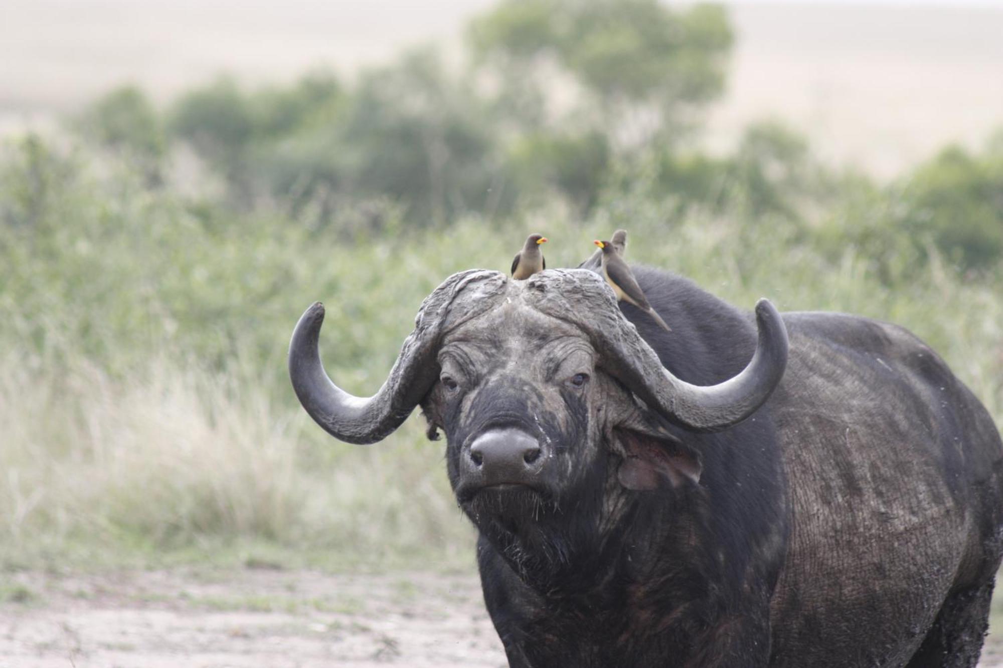 Mara Intrepids Tented Camp Villa Talek Eksteriør billede