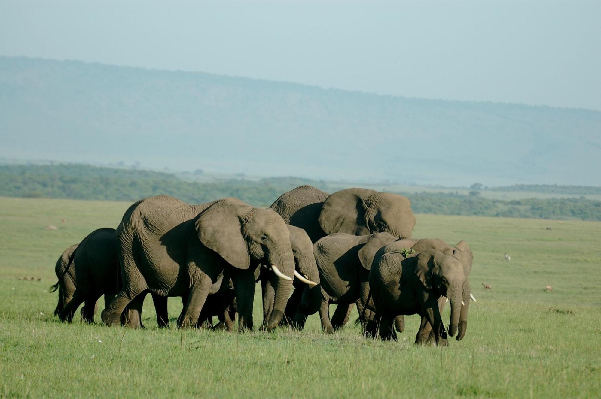 Mara Intrepids Tented Camp Talek Eksteriør billede