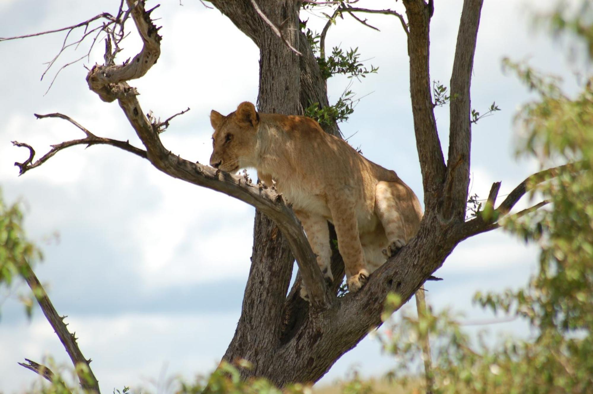 Mara Intrepids Tented Camp Talek Eksteriør billede