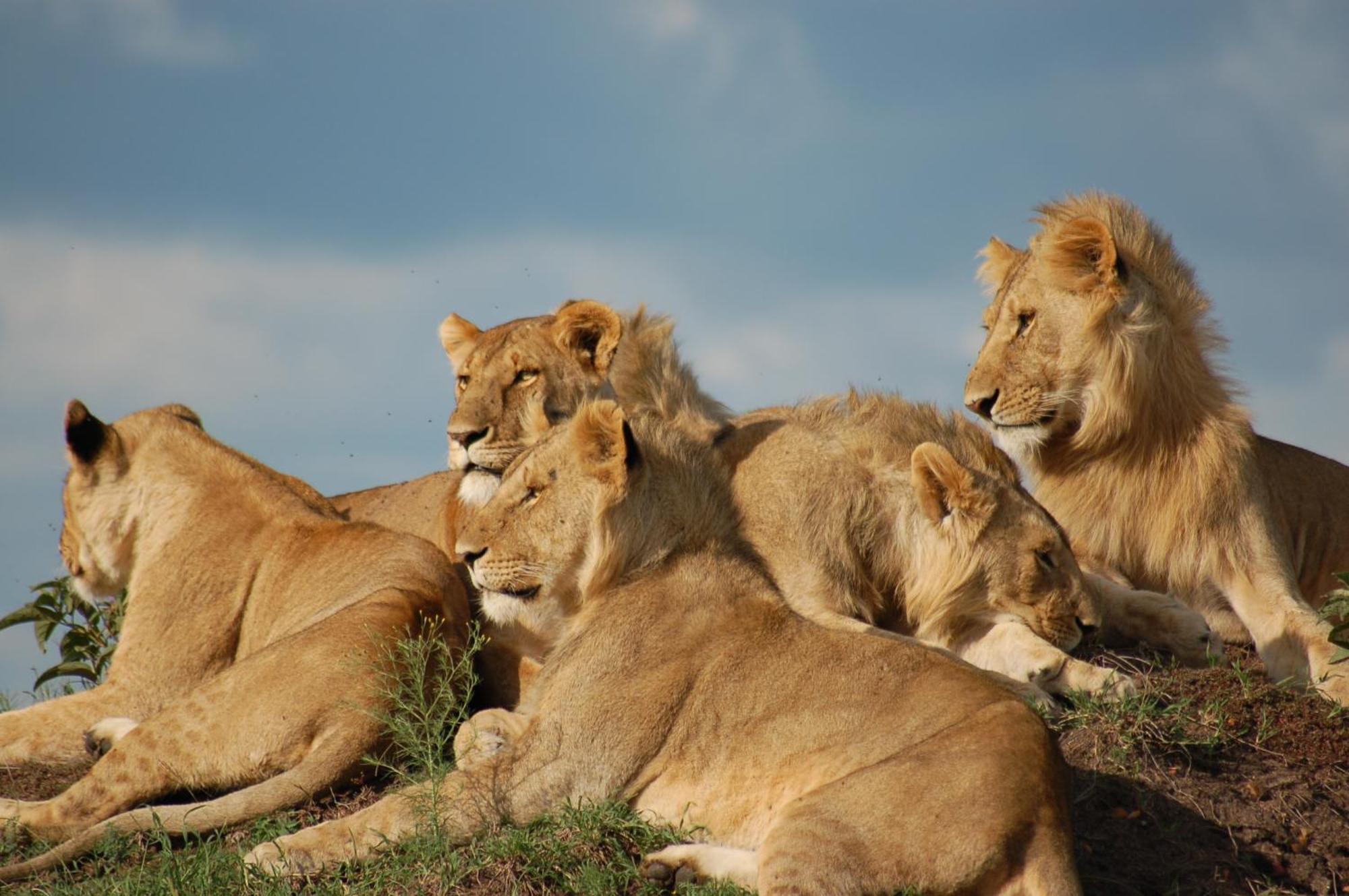 Mara Intrepids Tented Camp Villa Talek Eksteriør billede