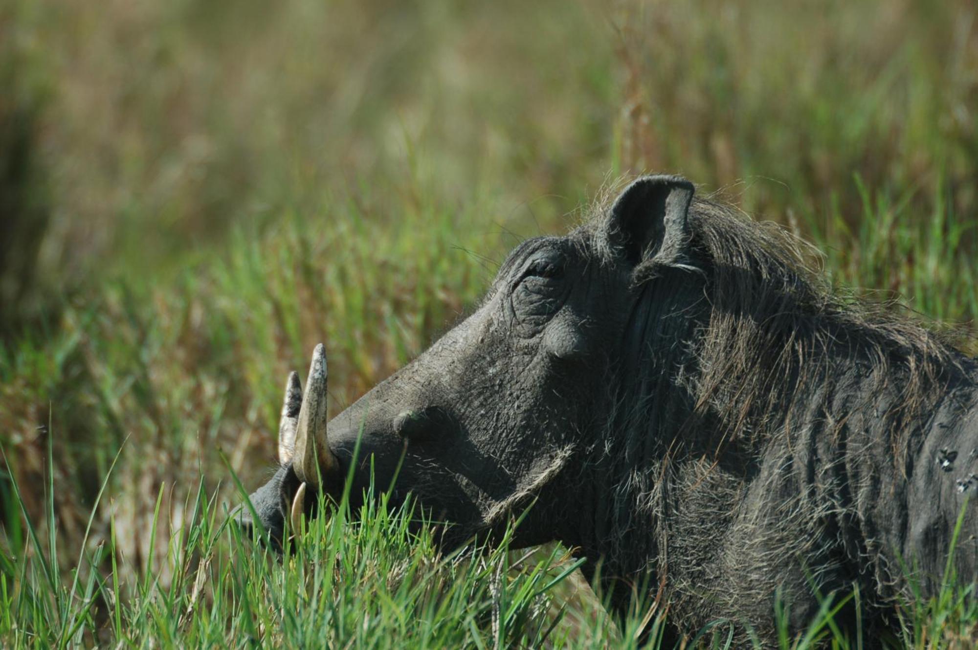 Mara Intrepids Tented Camp Talek Eksteriør billede