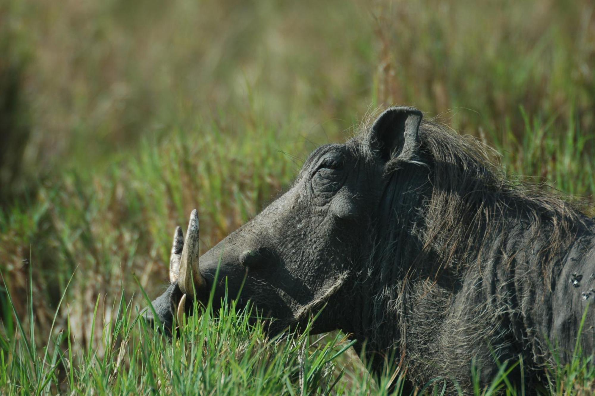 Mara Intrepids Tented Camp Villa Talek Eksteriør billede