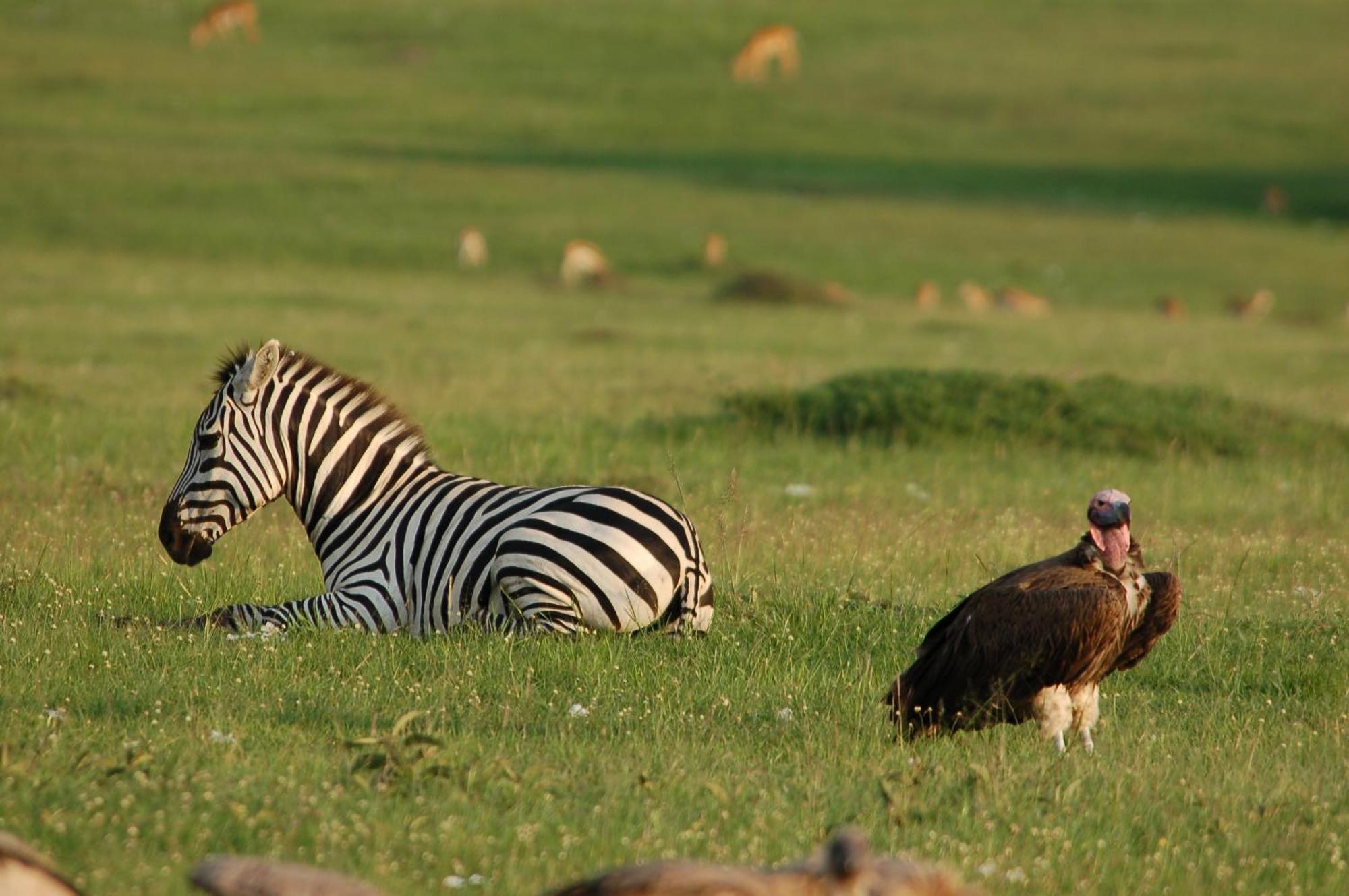 Mara Intrepids Tented Camp Talek Eksteriør billede