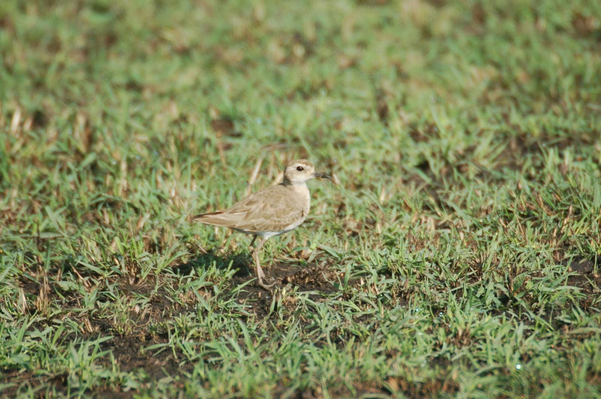 Mara Intrepids Tented Camp Talek Eksteriør billede