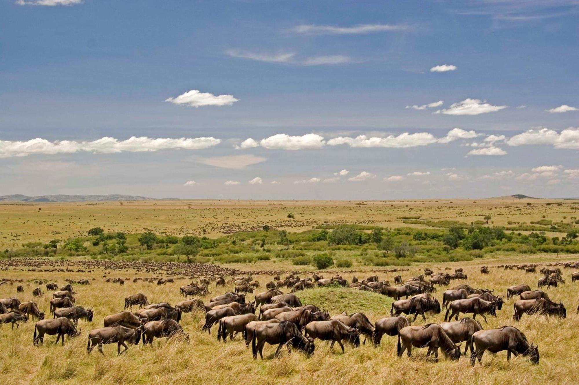 Mara Intrepids Tented Camp Villa Talek Eksteriør billede