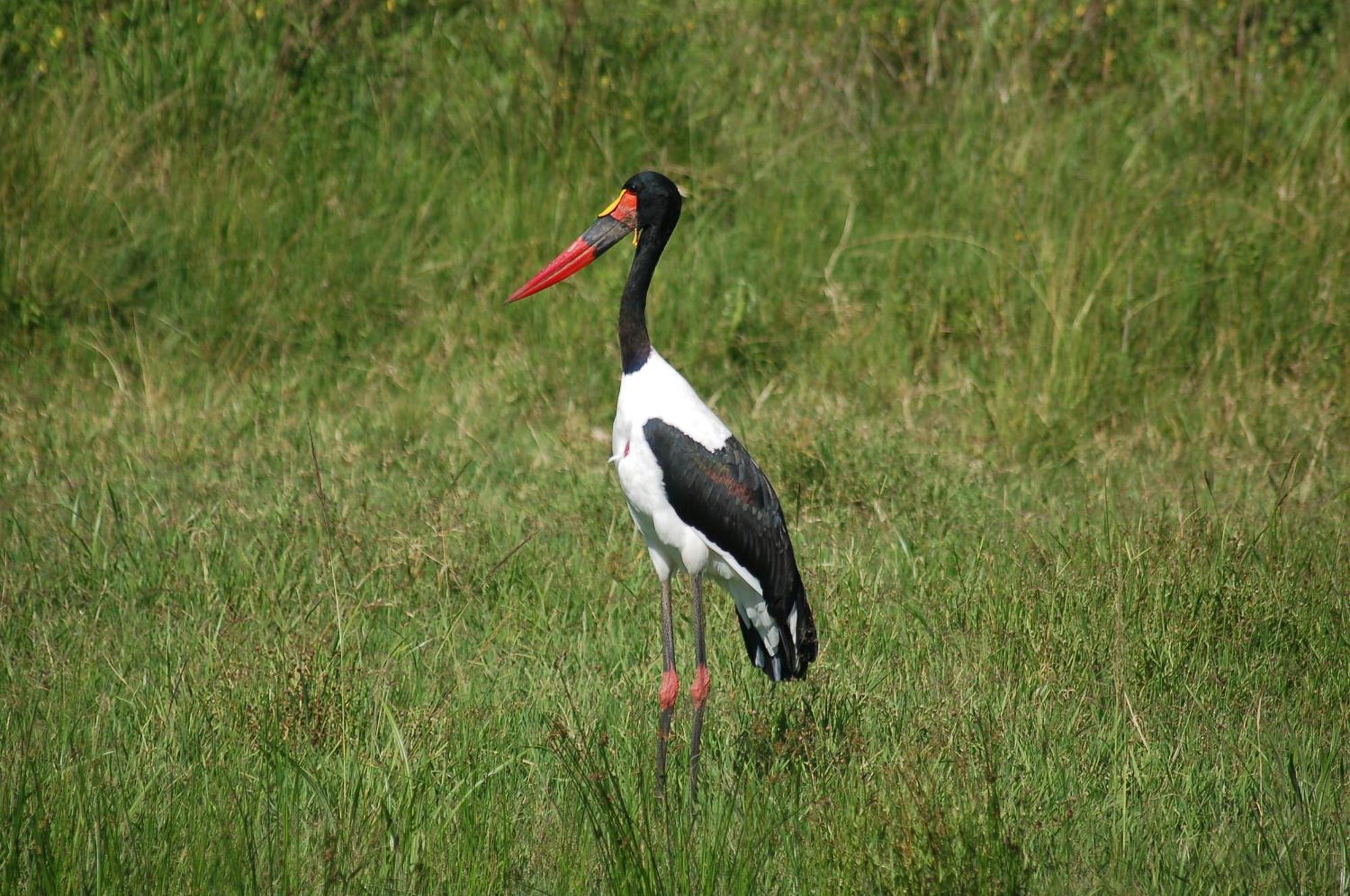 Mara Intrepids Tented Camp Talek Eksteriør billede