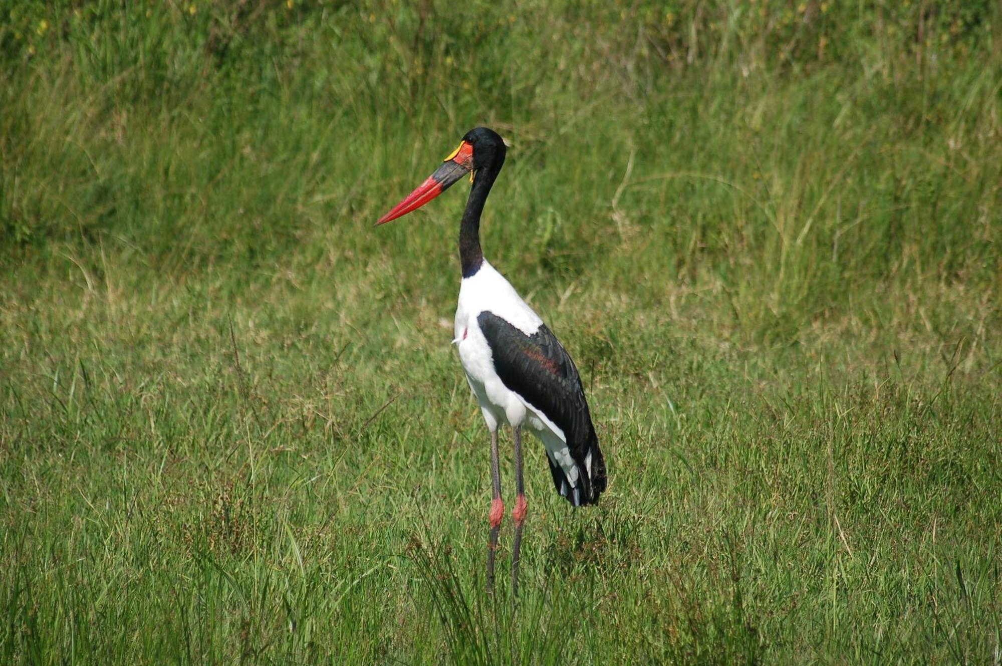 Mara Intrepids Tented Camp Villa Talek Eksteriør billede